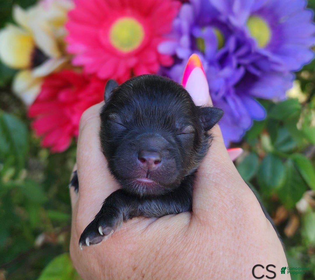 Pomeranian dogs for sale: Valhalla - Listing for pets: Nirvana, Valhalla, Elysium - Image 7
