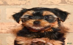 Yorkshire Terrier dogs for sale: Cody - Image 2