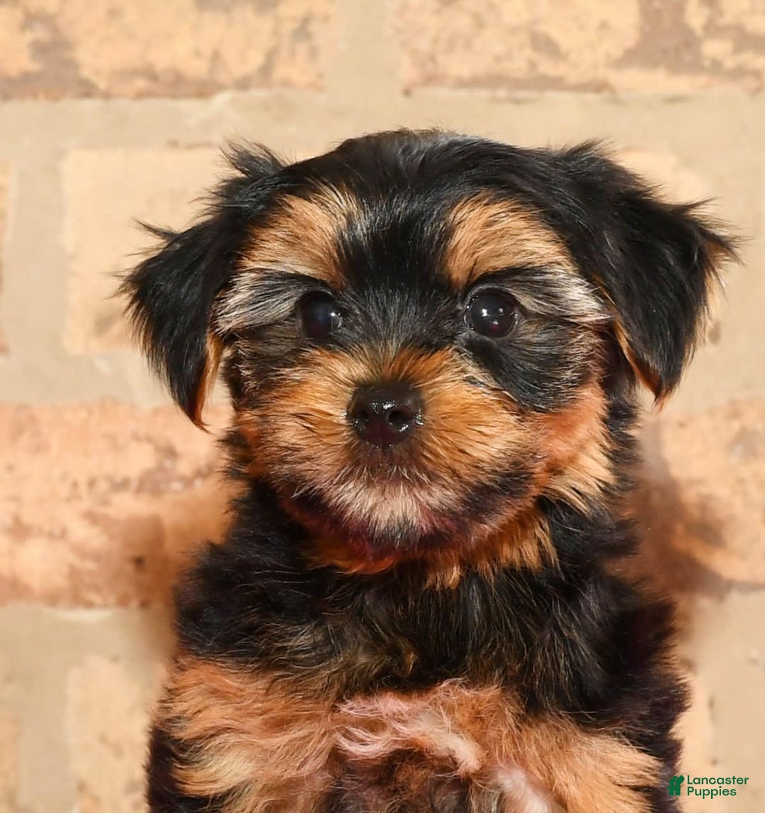 Yorkshire Terrier dogs for sale: Cody - Image 2