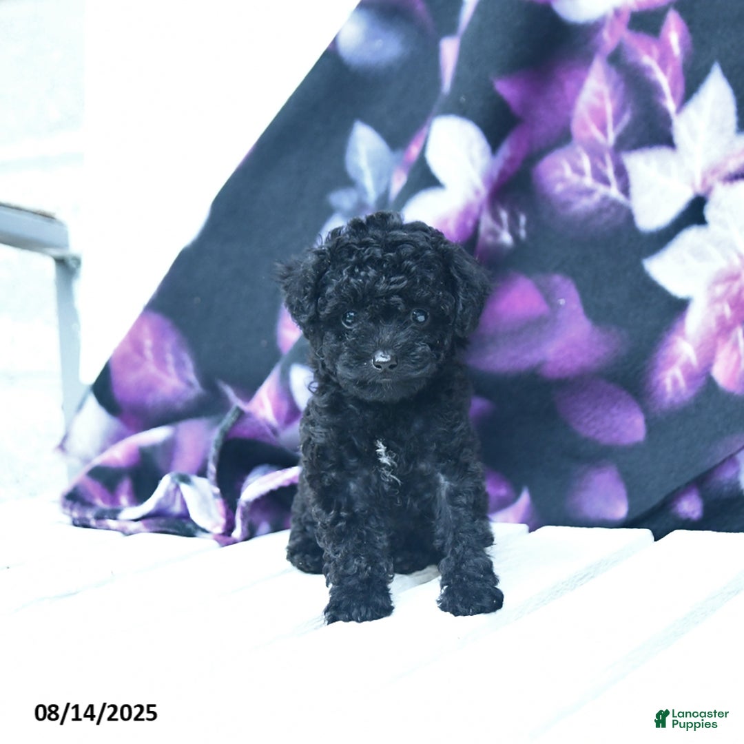 Toy Poodle dogs for sale: Twila - Image 3