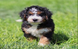 Mini Bernedoodle dogs for sale: Brooklyn - Image 6
