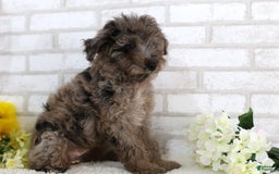 Mini Aussiedoodle dogs for sale: Robo - Image 3
