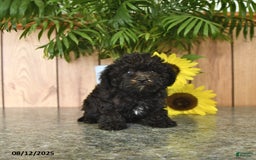Havapoo dogs for sale: Ava - Image 3