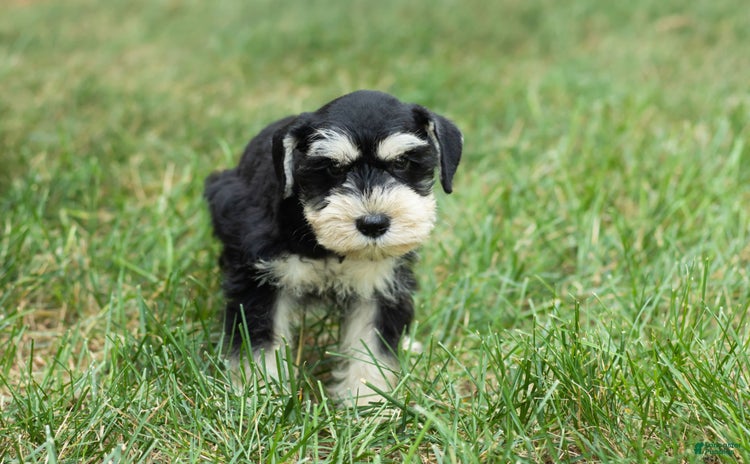 Miniature Schnauzer dogs for sale - Ad 2