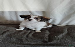 Papillon dogs for sale: Miguel - Image 1