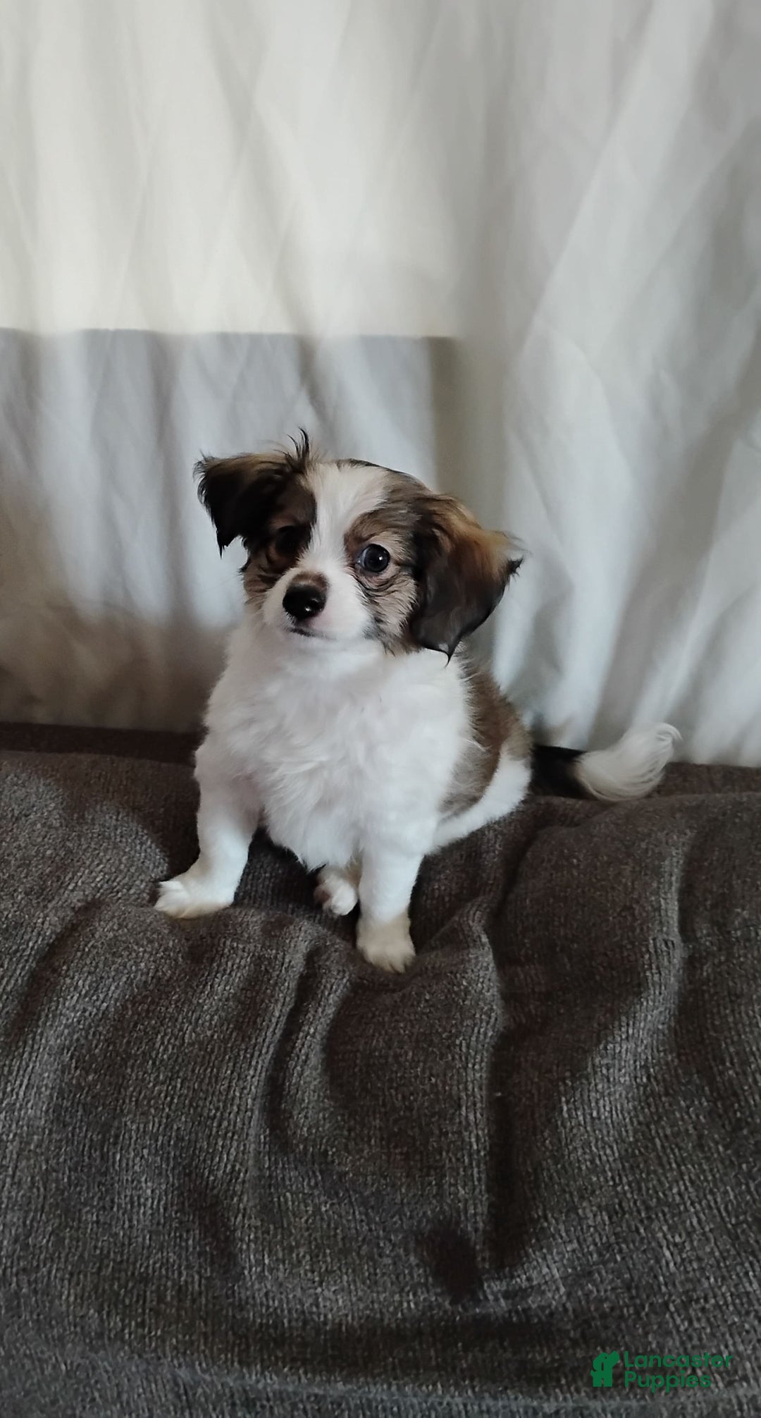 Papillon dogs for sale: Miguel - Image 1