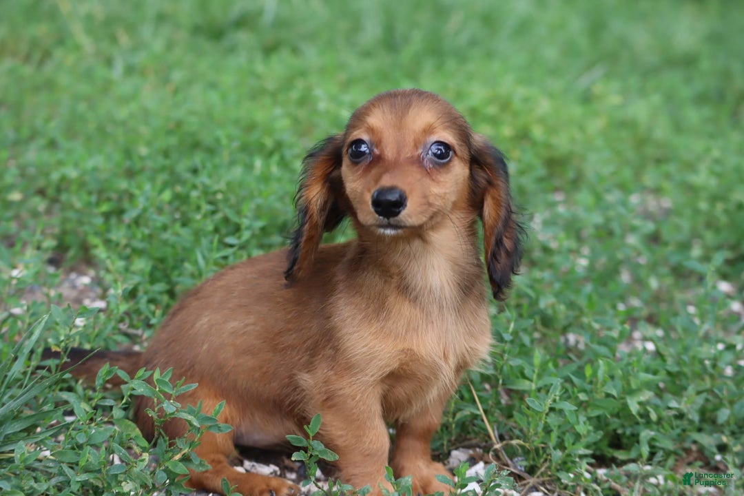 Miniature Dachshund dogs for sale: Dora - Image 2