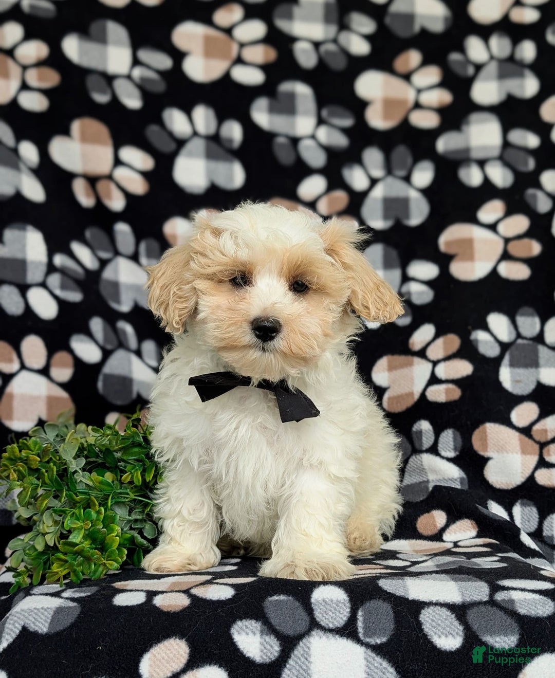 Maltipoo dogs for sale: Wendell - Image 10