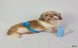 Shih Tzu dogs for sale: Bear - Image 18
