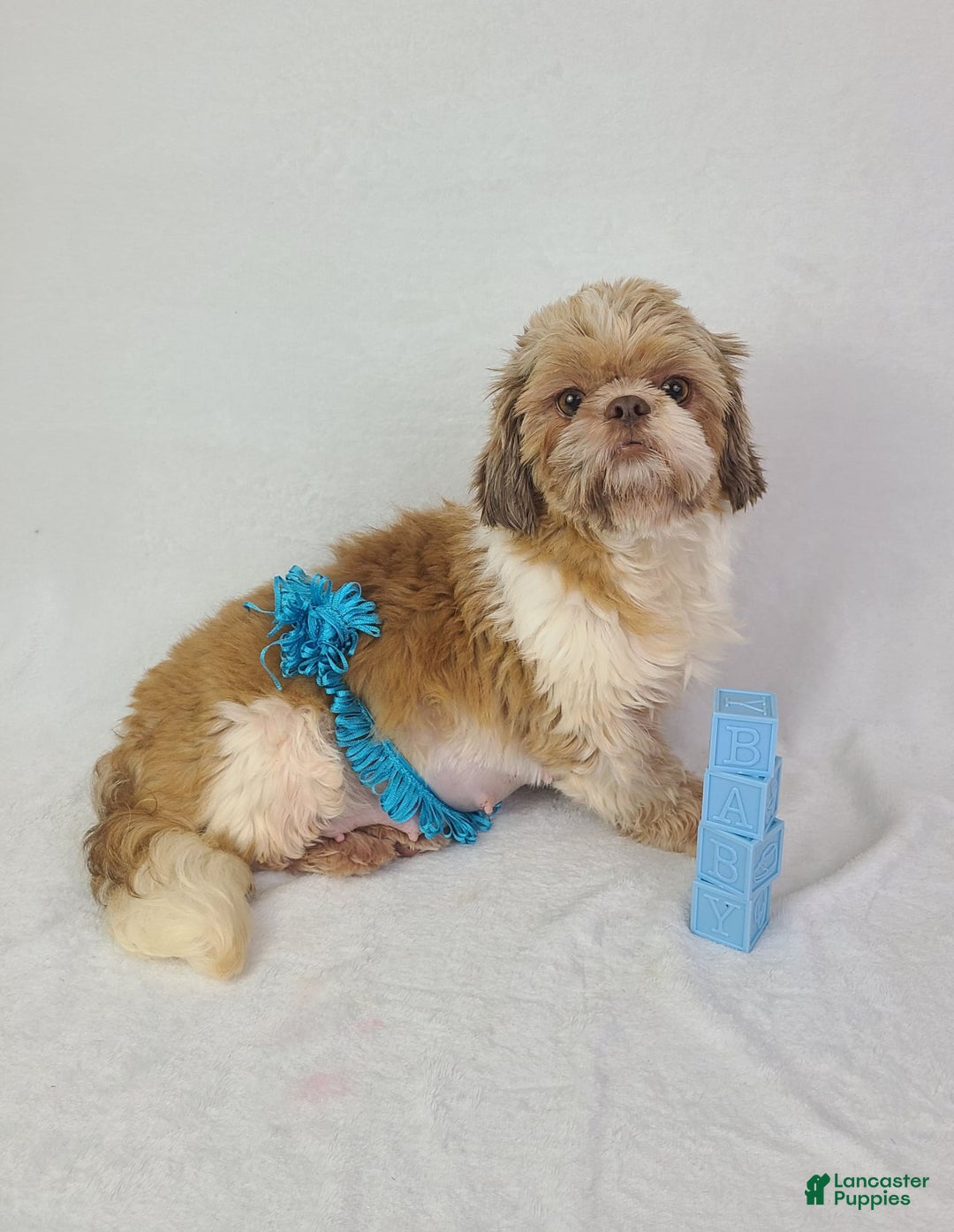 Shih Tzu dogs for sale: Bear - Image 18