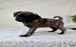 Pug dogs for sale: Pugsley - Image 1