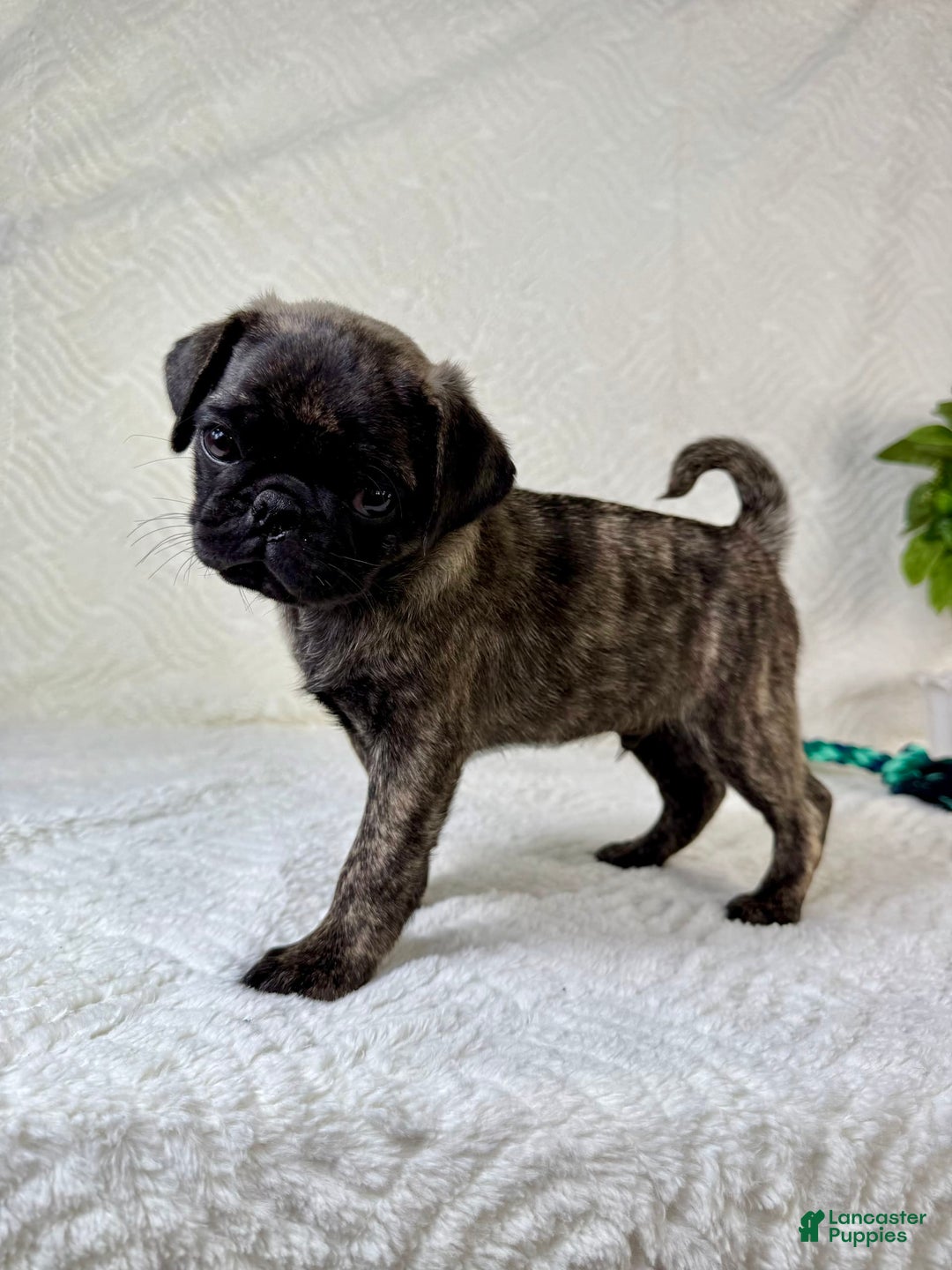 Pug dogs for sale: Pugsley - Image 1