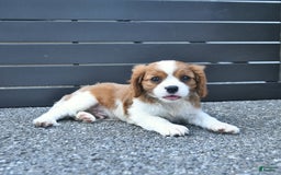 Cavalier King Charles Spaniel dogs for sale: Tyler - Image 1