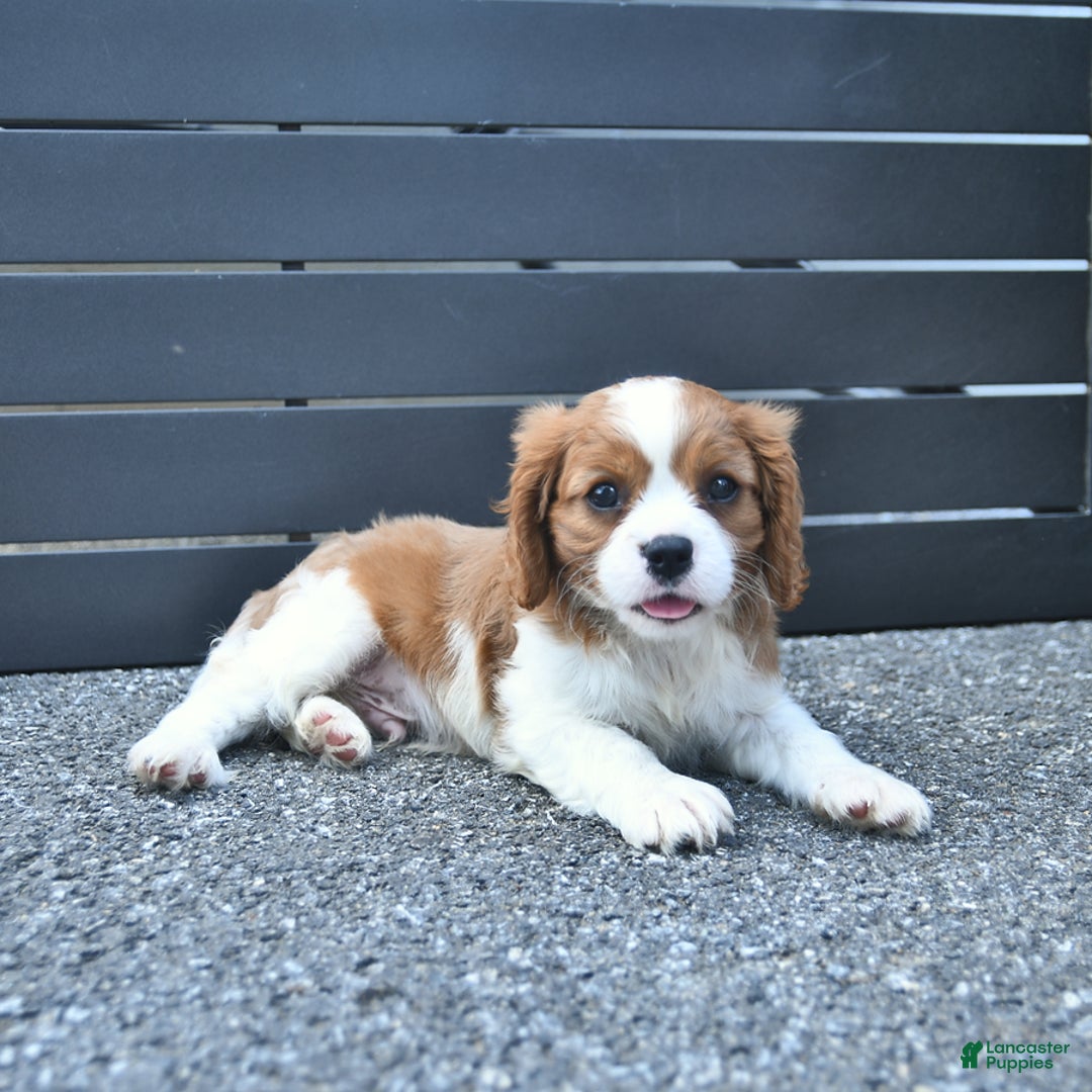 Cavalier King Charles Spaniel dogs for sale: Tyler - Image 1
