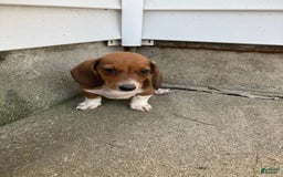Miniature Dachshund dogs for sale: John - Image 3