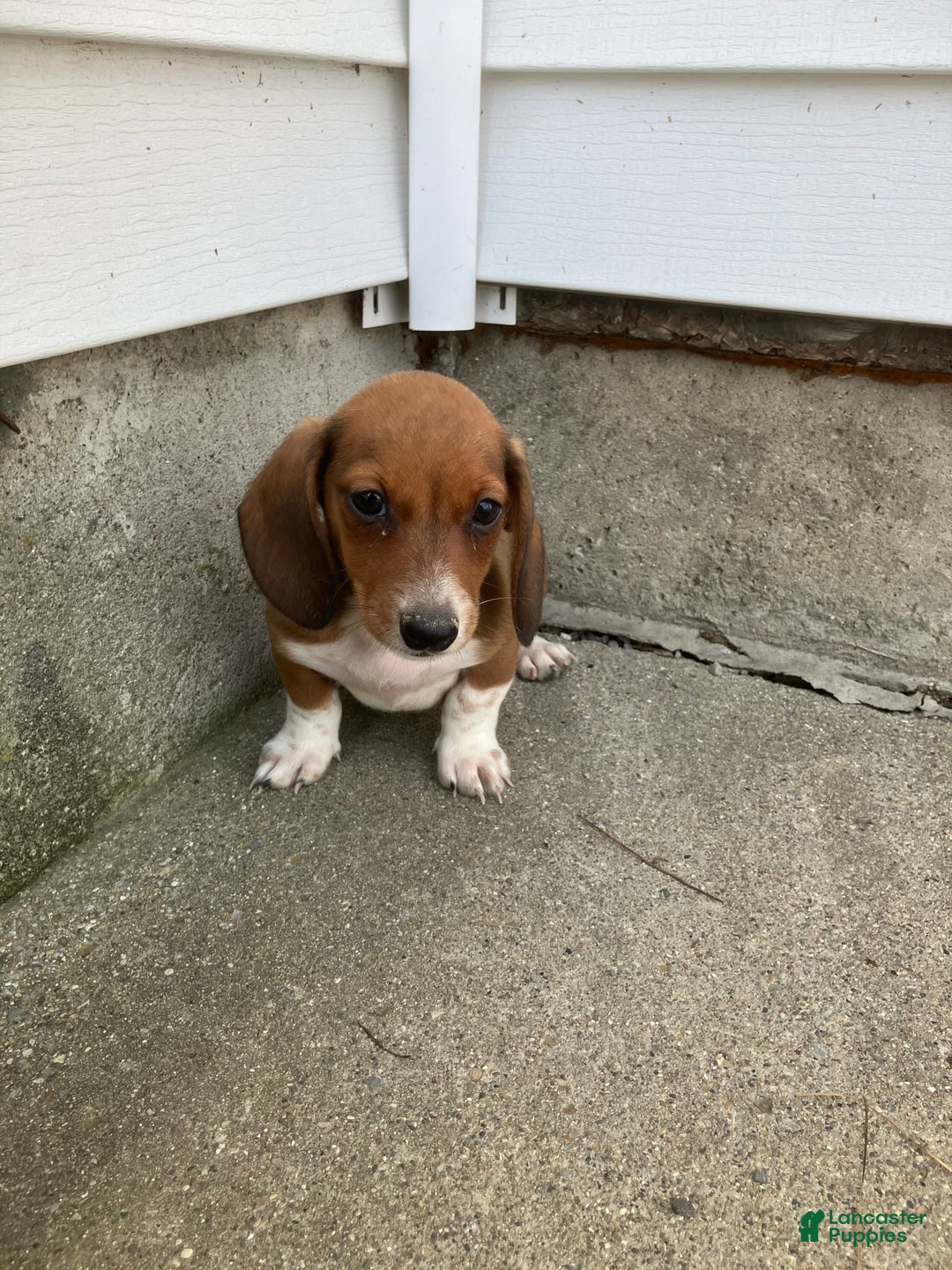 Miniature Dachshund dogs for sale: John - Image 3
