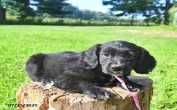 Golden Retriever dogs for sale: Tinker - Image 5