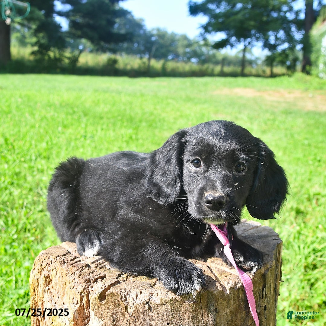 Golden Retriever dogs for sale: Tinker - Image 5