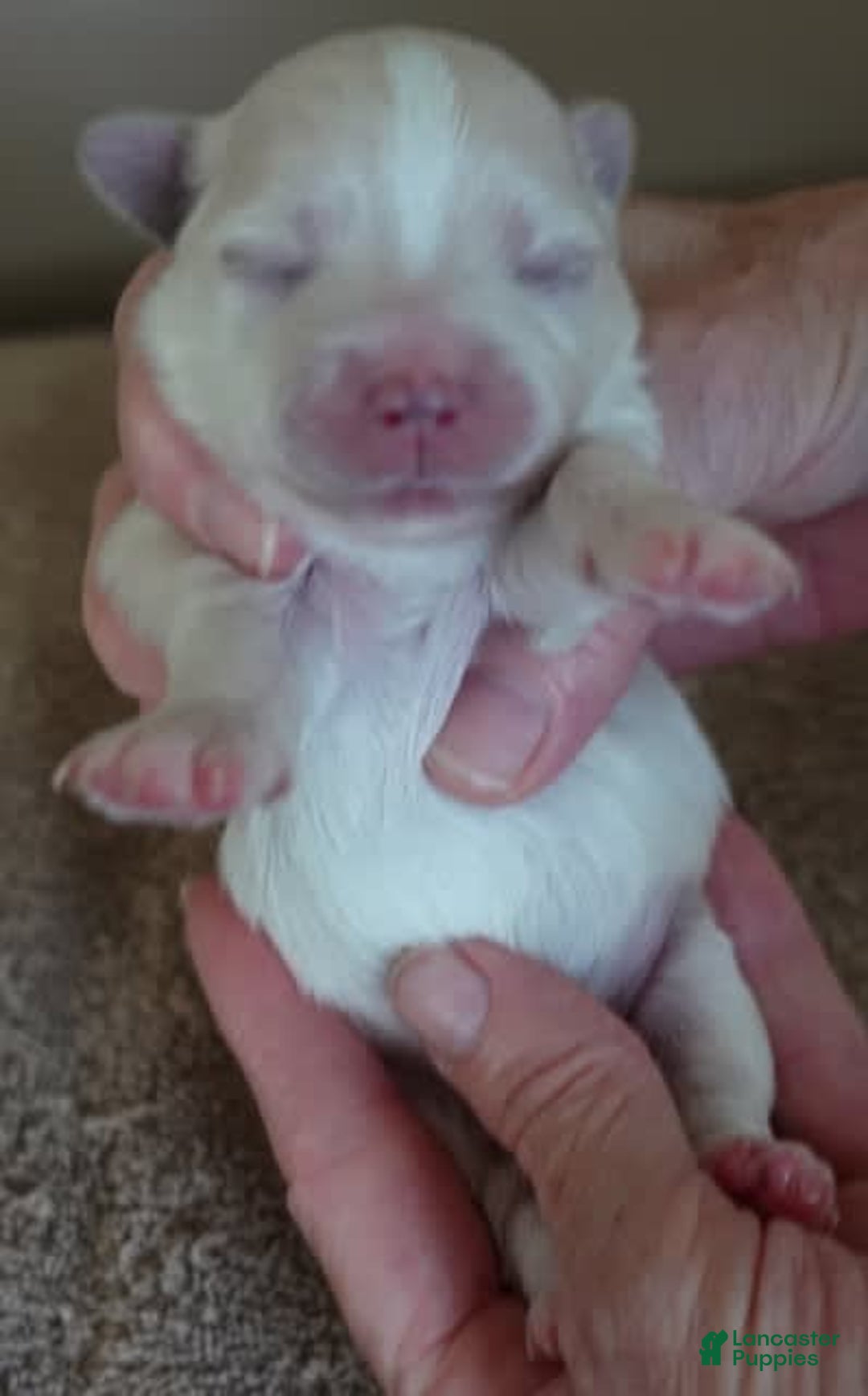 Maltese dogs for sale: Empress - Image 1