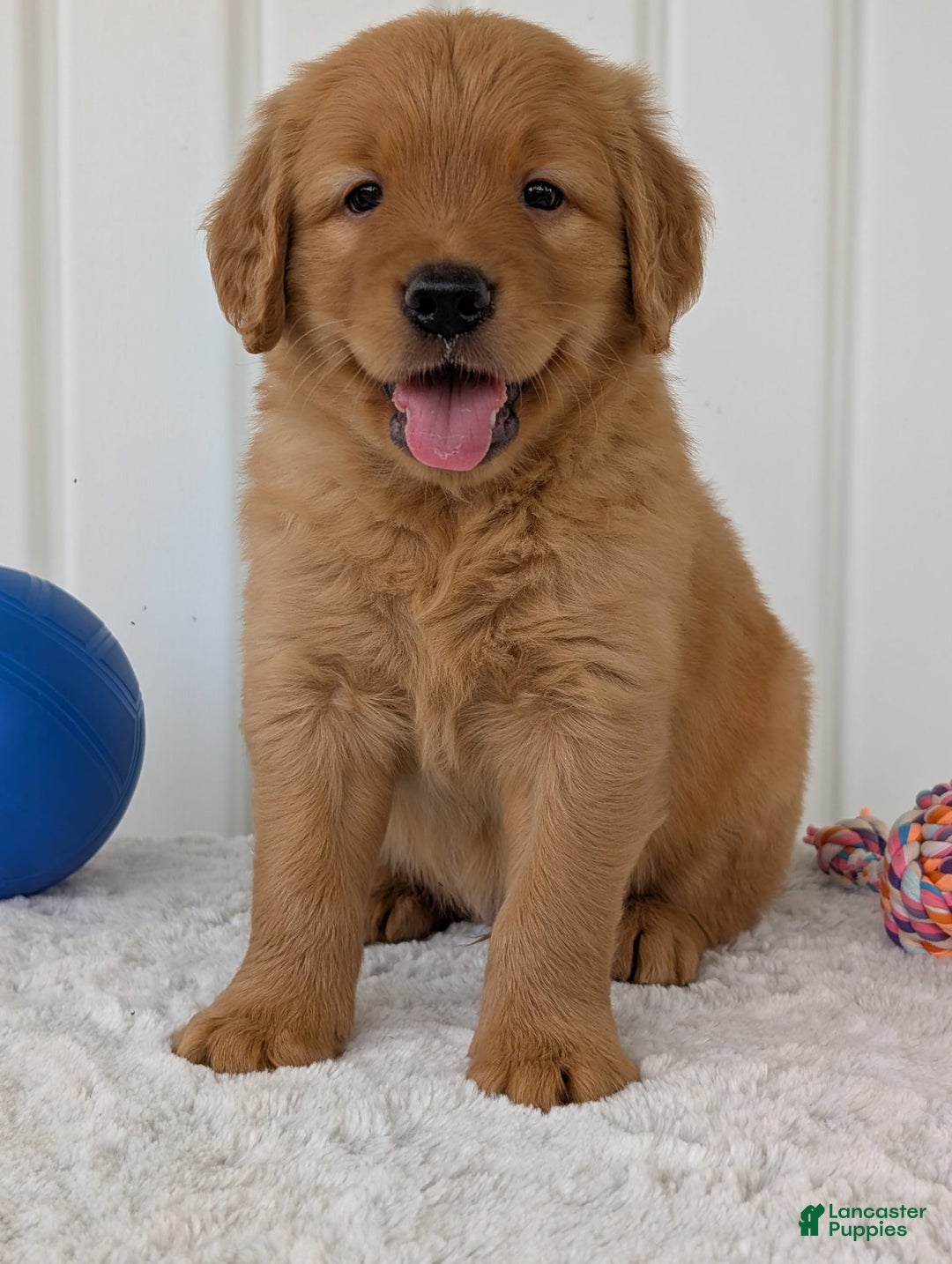 Golden Retriever dogs for sale: Porter - Image 14