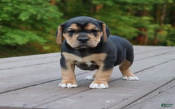 Beabull dogs for sale: Hope - Image 4