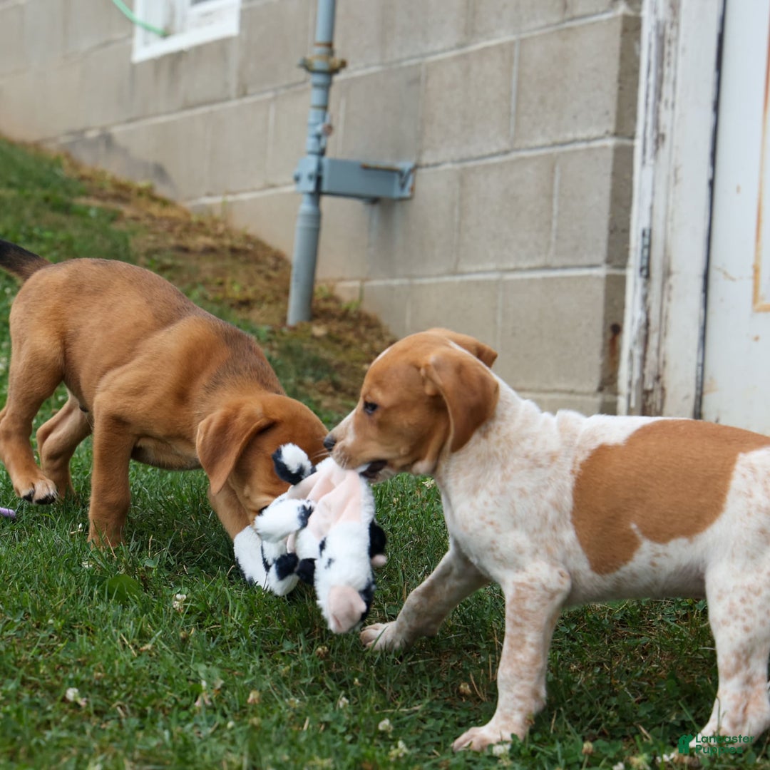Beagle dogs for sale: Cookie - Image 18