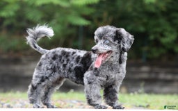 Havapoo dogs for sale: Poppy - Image 10