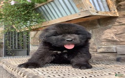 Newfoundland dogs for sale: Dawson - Image 6