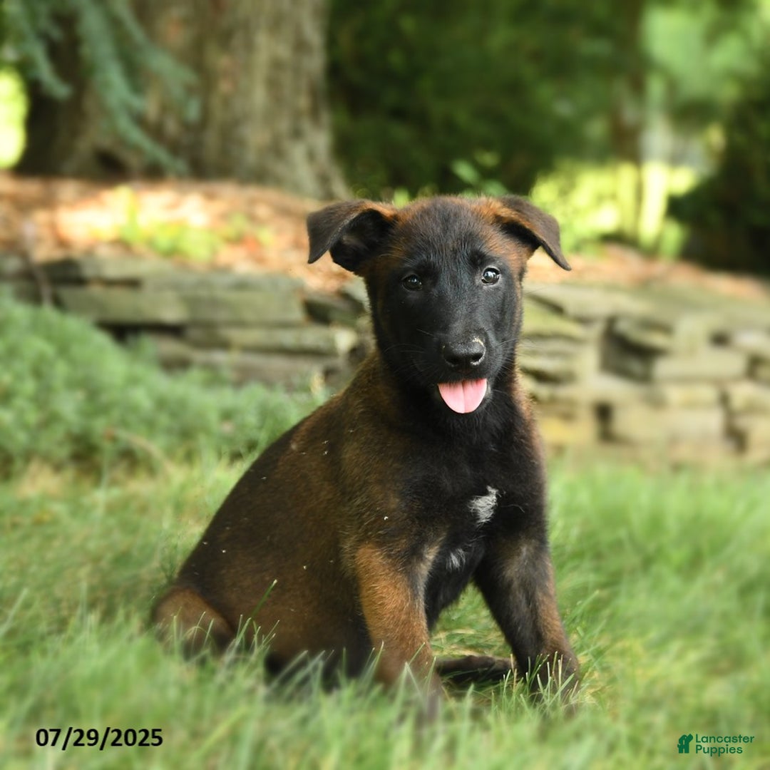 Belgian Malinois dogs for sale: Cove - Image 1