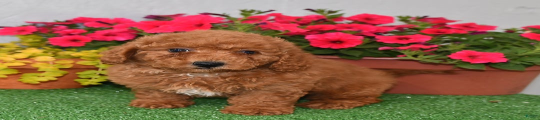 Kuddles