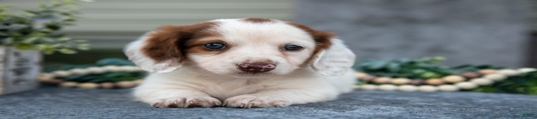 Casper