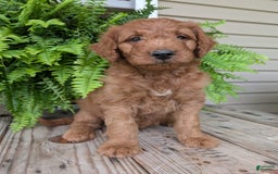 Goldendoodle dogs for sale: Dash - Image 5