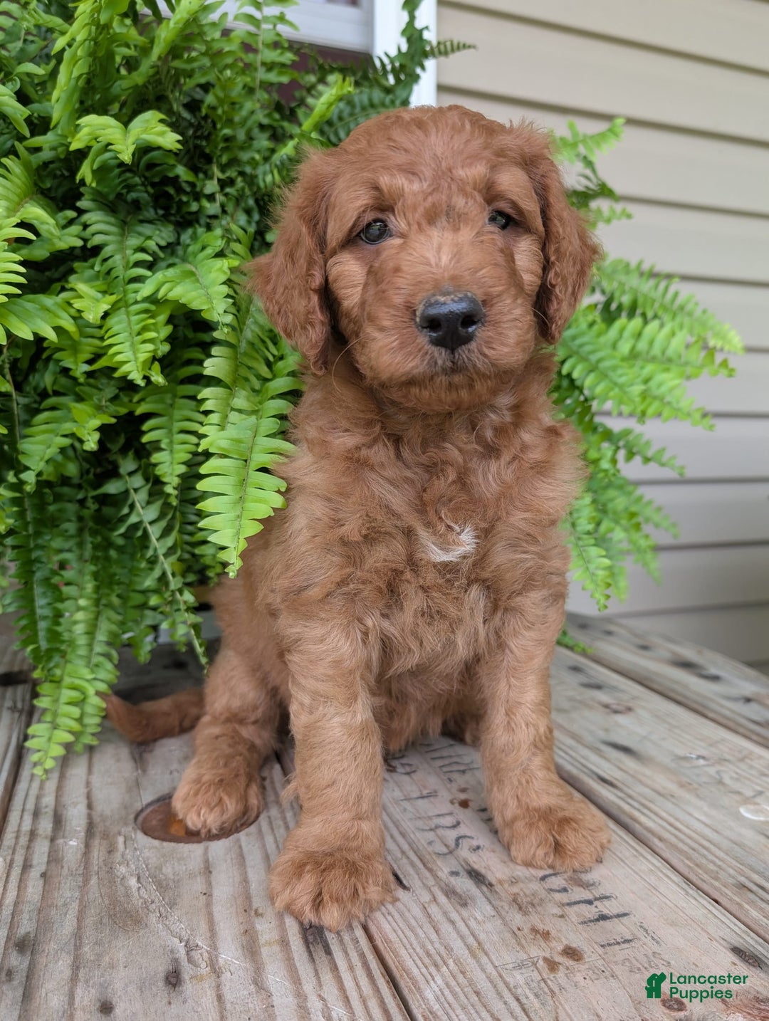 Goldendoodle dogs for sale: Dash - Image 5