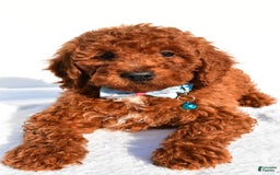 Miniature Poodle dogs for sale: Oscar - Image 8