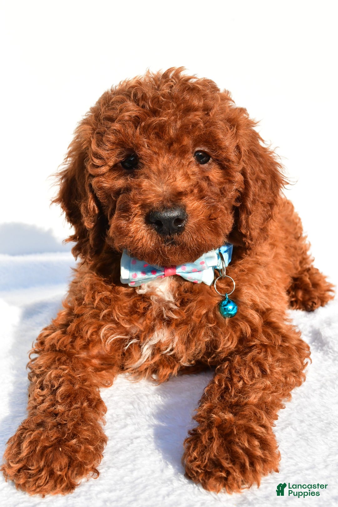 Miniature Poodle dogs for sale: Oscar - Image 8