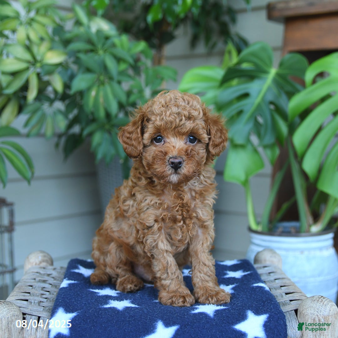 Miniature Poodle dogs for sale: Miniature Poodle 4 puppies - Image 5