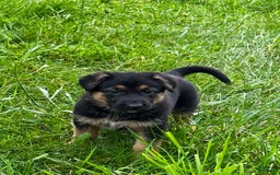 German Shepherd dogs for sale: Drama Girl - Image 4
