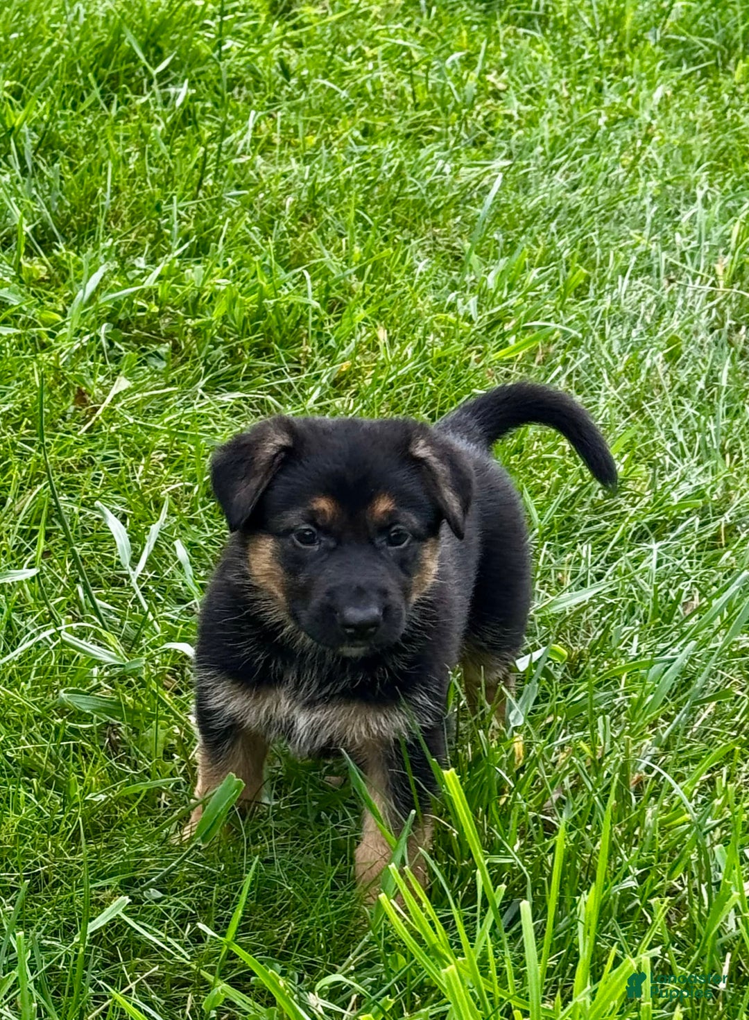 German Shepherd dogs for sale: Drama Girl - Image 4