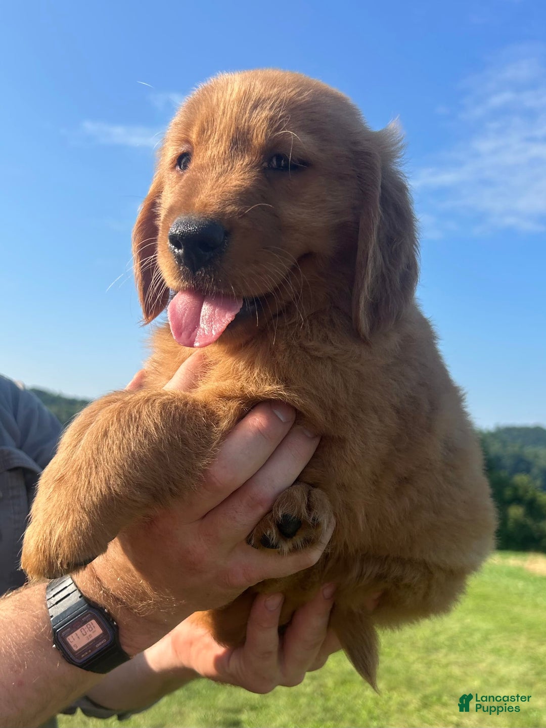 Golden Retriever dogs for sale: Chief - Image 8