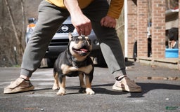 French Bulldog dogs for sale: Bear - Image 3