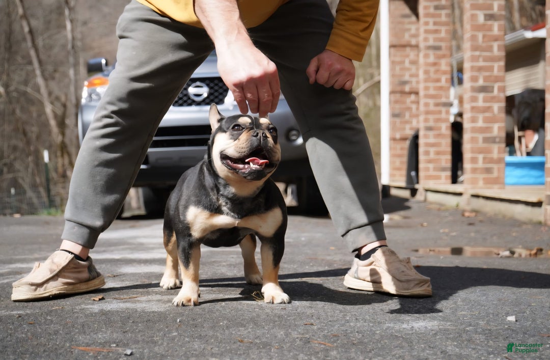 French Bulldog dogs for sale: Bear - Image 3