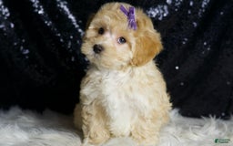 Maltipoo dogs for sale: Maltipoo 4 puppies - Image 2