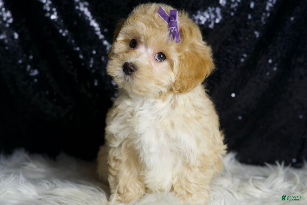 Maltipoo dogs for sale: Maltipoo 4 puppies - Image 2