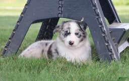 Border Collie dogs for sale: Diesel - Image 8