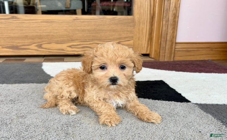 Maltipoo dogs for sale - Ad 2