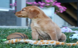 Labrador Retriever dogs for sale: Red Fox Gabby - Image 12
