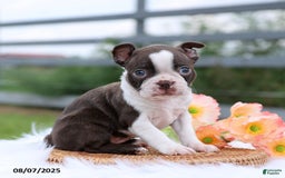 Boston Terrier dogs for sale: Dolly - Image 1