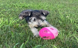 Miniature Schnauzer dogs for sale: Tillie - Image 11