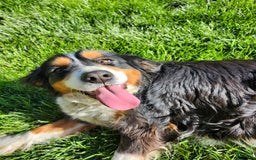 Miniature Bernese Mountain Dog dogs for sale: Rose - Image 4