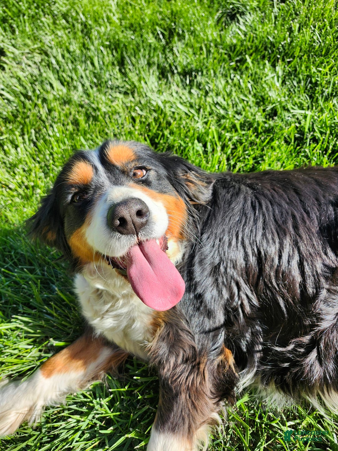 Miniature Bernese Mountain Dog dogs for sale: Rose - Image 4